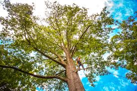 Best Tree Disease Treatment  in Pocasset, MA