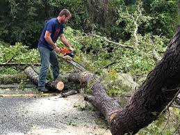 Best Tree Trimming and Pruning  in Pocasset, MA