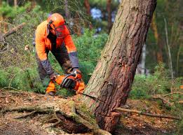 Best Tree Preservation Services  in Pocasset, MA