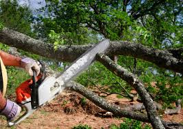 Best Hedge Trimming  in Pocasset, MA