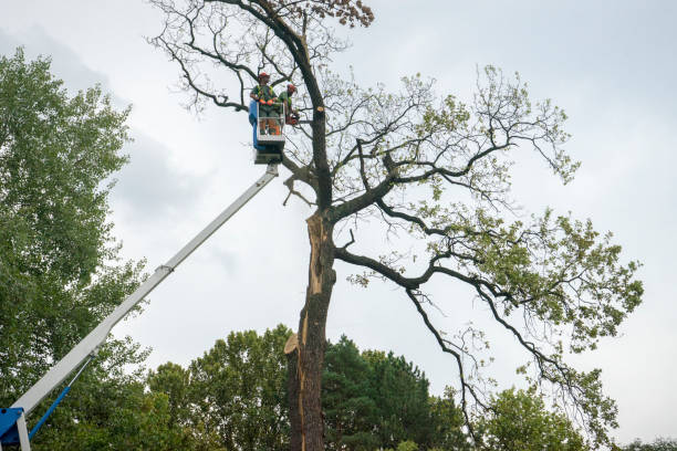 Best Leaf Removal  in Pocasset, MA