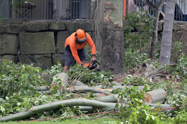 Best Tree Removal  in Pocasset, MA