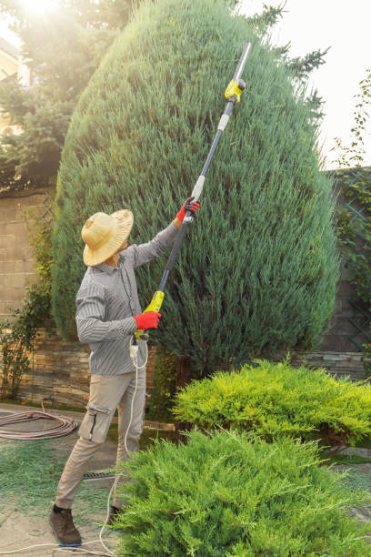 Tree and Shrub Care in Pocasset, MA